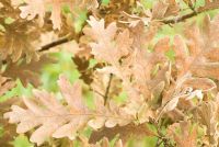 Quercus pyrenaica - Pyrenean Oak