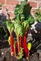 Forced Rhubarb 'Timperley Early' in morning sun