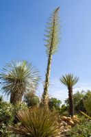 Yucca whipplei Subsp. parishii flowering in tropical garden 