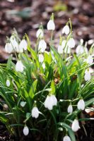 Galanthus - Snowdrops growing in wooded area