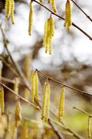 Corylus 'Gustav's Zeller' in early spring with catkins