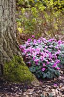 Cyclamen coum naturalised in wooded area, beneath a tree