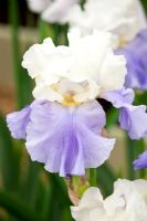 Iris 'Stairway to Heaven'