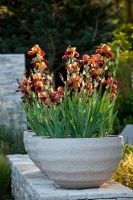 Iris 'Action Front' in stone containers - The Daily Telegraph Garden, RHS Chelsea Flower Show 2010