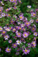Aster trinervius 'Scaberulus' syn Aster trinervius syn Aster scaberulus in late autumn