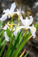 Iris hartwegii - Sierra Iris