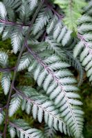 Athyrium niponicum 'Pewter Lace'