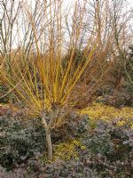 Salix alba var. vitellina pruned at waist height to encourage colourful shoots and underplanted with Mahonia aquifolium and Luzula sylvatica 'Aurea'                            