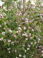 Daphne bholua 'Jacqueline Postill'                               