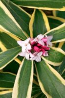 Daphne odora 'Rebecca'