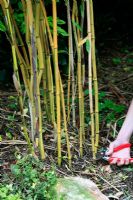 Thinning out a congested clump of bamboo by cutting out the older, less colourful canes and leaving more room for the newer canes to develop 