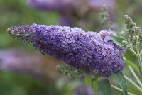 Buddleja davidii 'Southcombe Splendour'