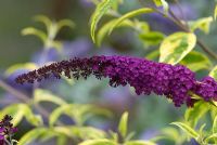 Buddleja davidii 'Santana'