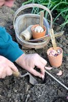 Gardener planting garlic, October