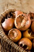 Mespilus germanica 'Nottingham' - Medlars in basket