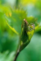 New spring growth of Ligularia stenocephala