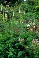 Cottage garden border in summer with planting of perennials, grasses and shrubs including Geranium, Digitalis, Verbascum, Stipa tenuissima, Eryngium, Dianthus barbartus, Miscanthus and Rosa 'Felicia'