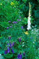 Campanula 'Sarastro', Geranium and Digitalis