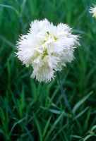 Dianthus 'Mrs Sinkins'