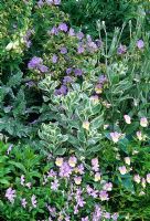 Silver border planting detail including Geranium 'Mrs Kendal Clarke', Viola cornuta, Digitalis, Hosta and Sedum