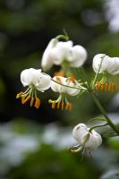 Lilium martagon album - White martagon lily in small urban garden, London