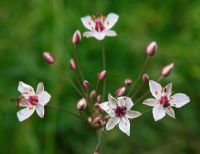 Butomus umbellatus - Flowering Rush
