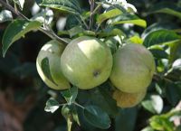 Malus domestica 'Eynsham Dumpling' - Apple