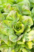 Cichorium intybus 'Variegata di Luisa' 