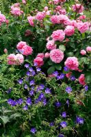Rosa 'Gertrude Jekyll' underplanted with Geranium 'Brookside'