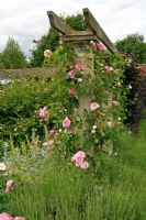 Rosa 'Blairii Number Two' growing up a stone column capped with timber beams and underplanted with lavender - Coughton Court Rose Garden