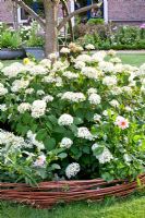 Hydrangea arborescens 'Annabelle' in circular flowerbed