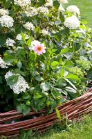 Hydrangea arborescens 'Annabelle' and Dahlia in flowerbed edged with willow