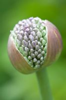 Allium 'Ambassador' bud opening