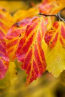 Parrotia persica foliage in autumn