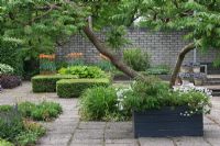 Gardens of Mien Ruys Holland with tree in square wooden planter and clipped topiary cubes