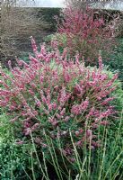 Daphne mezereum 'Rubra' with frost in late winter