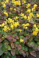 Epimedium pinnatum ssp colchicum