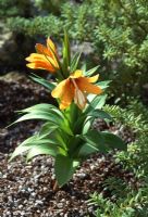 Fritillaria imperialis  var. inodora - A non-smelling form of Crown Imperial