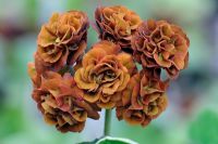 Primula auricula 'Forest Pecan', Double flowered