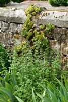 Sempervivums on stone wall in front garden. Sandhill Farm House, Hampshire, in June.