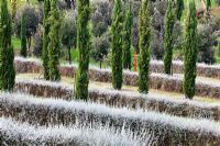 Rows of conifers and low evergreen hedges. The Field. Il Bosco Della Ragnaia, San Giovanni D'Asso, Tuscany, Italy, October. 
 