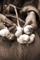 Woman braiding organically grown Garlic  