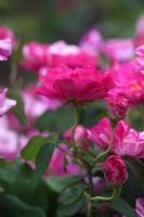 Rosa mundi - Gallica Rose
