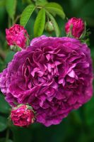 Rosa 'Charles de Mills' - Gallica Rose