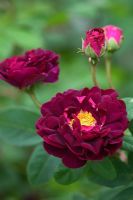 Rosa 'Tuscany Superb'  - Gallica Rose