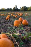 Pumpkins in field, organically grown