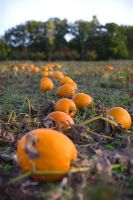 Pumpkins in field, organically grown
