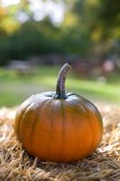 Pumpkin on hay barrel, organically grown