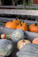 Mixed Pumpkins including 'Crown Prince' and 'Connecticut Field', organically grown