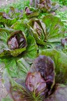 Lactuca - Lettuce, organically grown